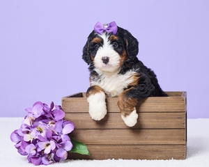 Mag Mini Bernadoodle 